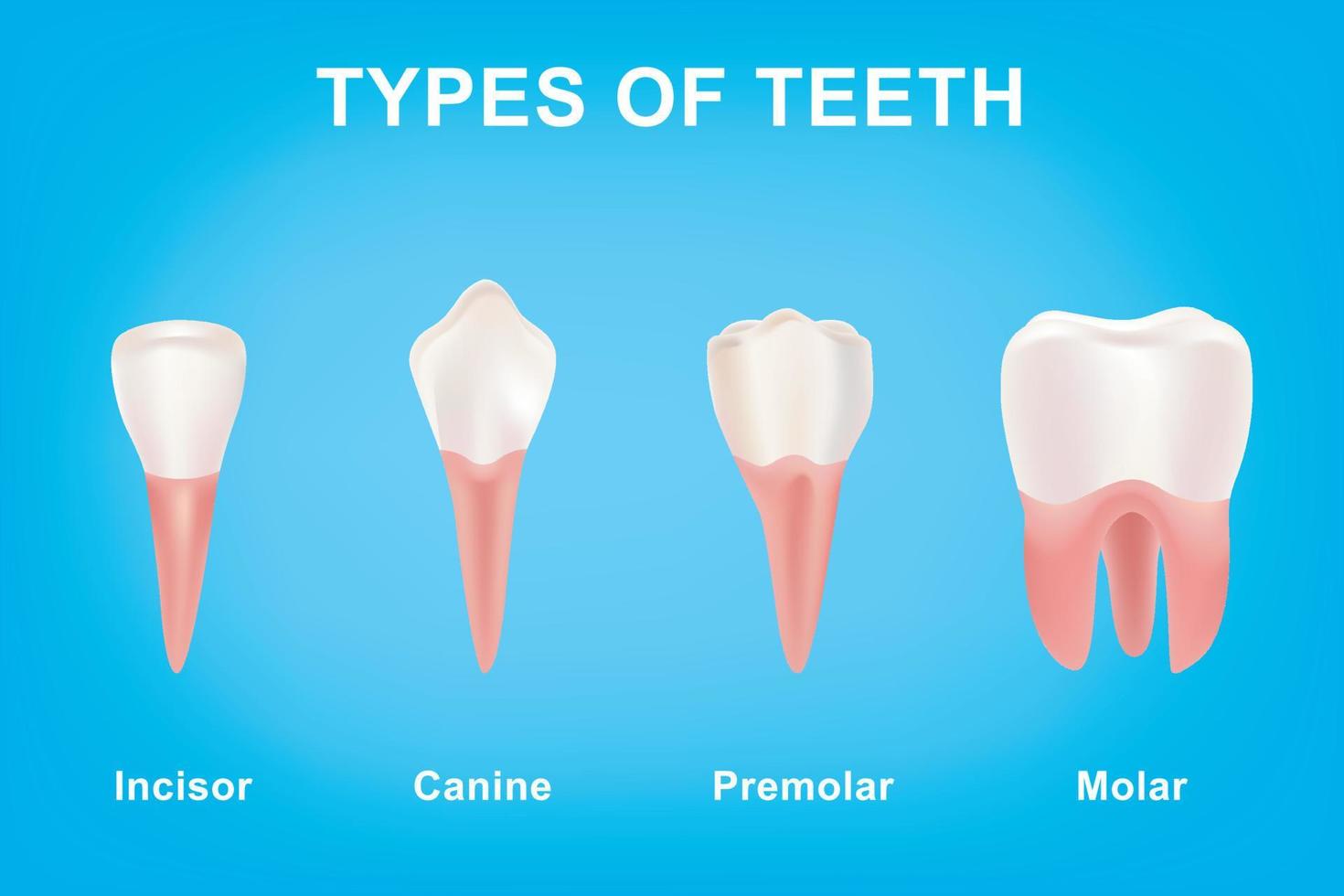 diferente tipos de dientes desde canino y incisivo a molar y premolar vector