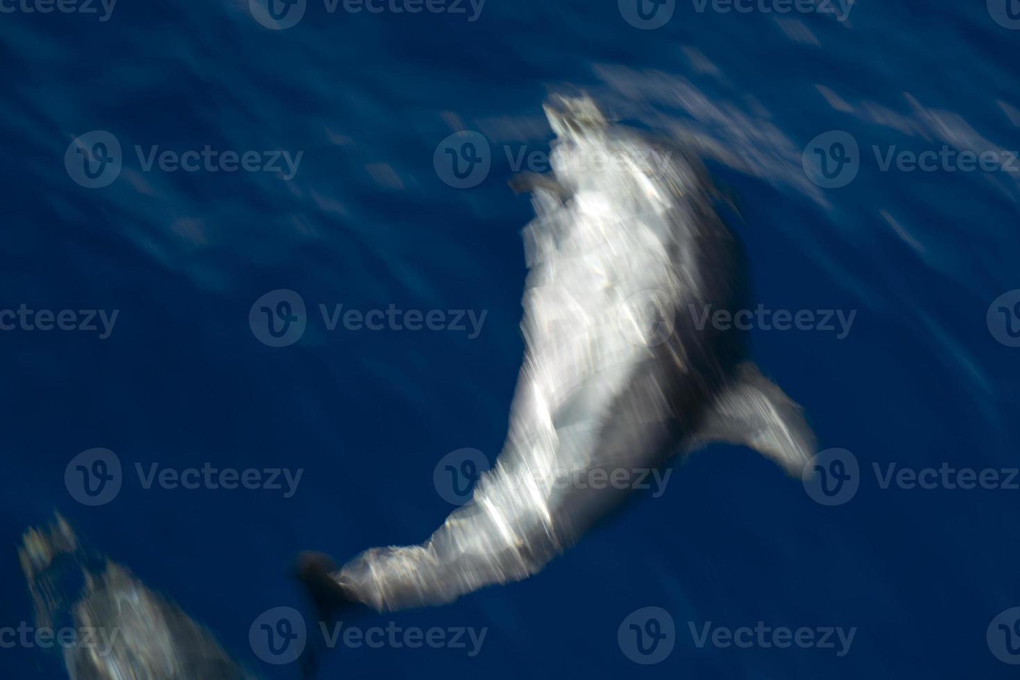 Move effect on Dolphin while jumping in the deep blue sea photo