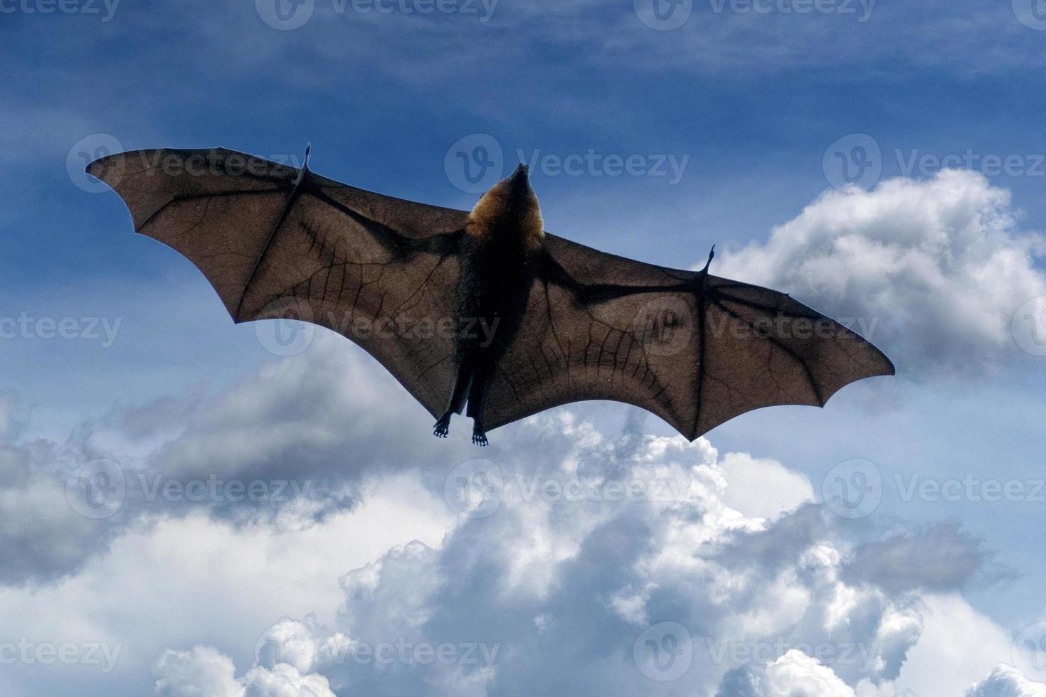 Flying fox bat portait while flying photo