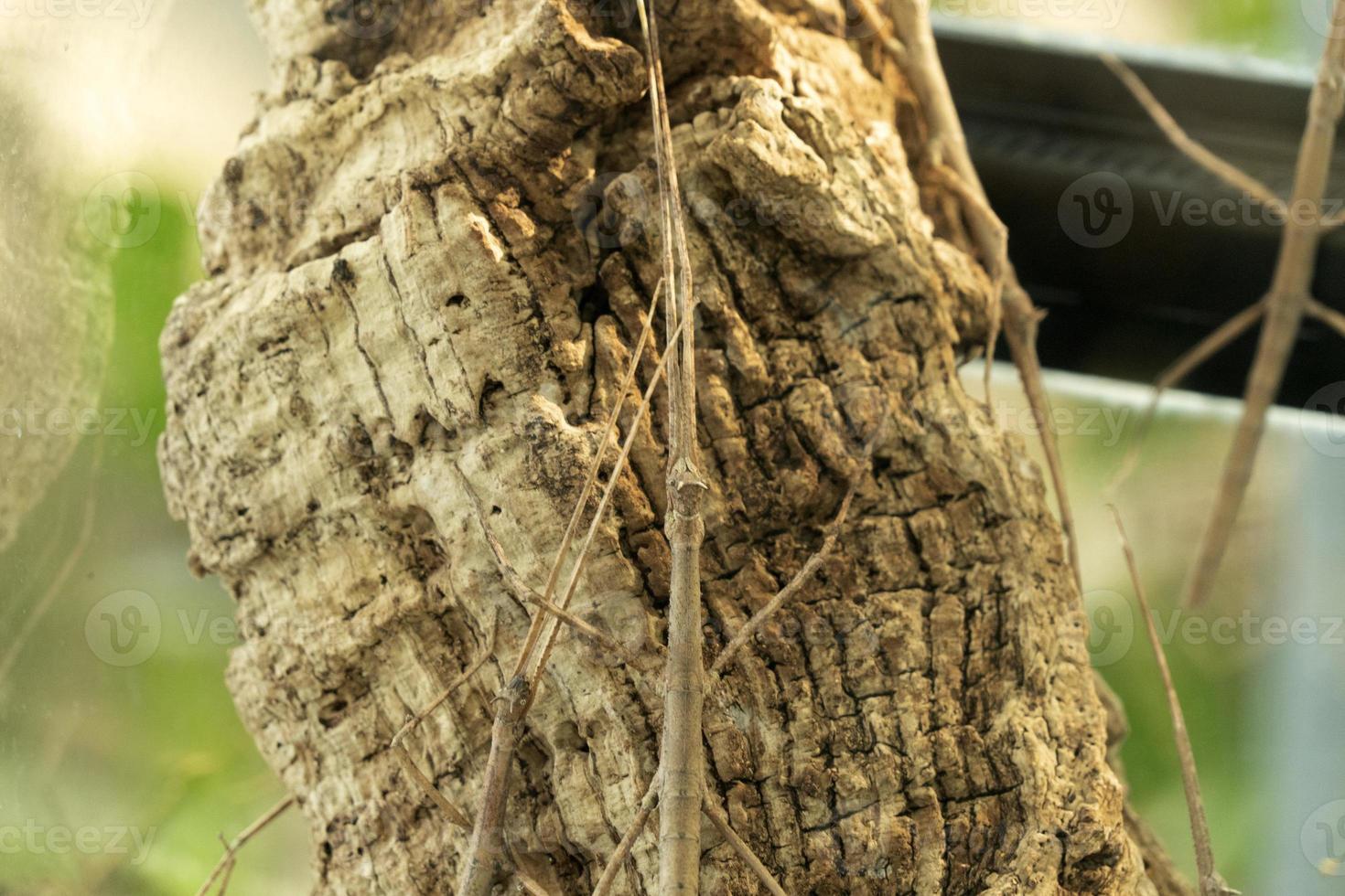 Annan stick insect close up photo