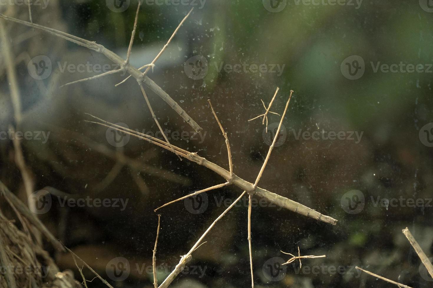 Annan stick insect close up photo