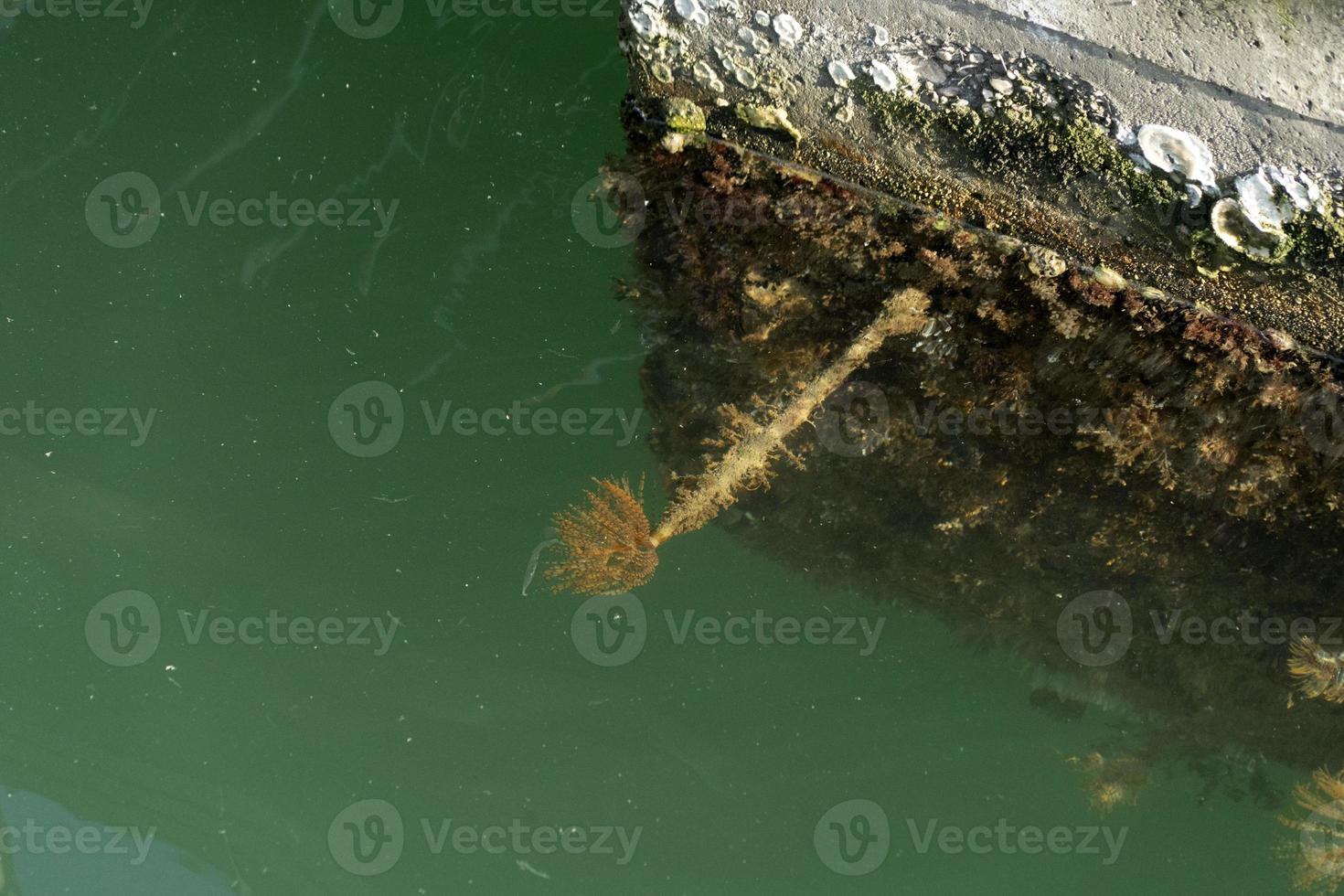 spirograph underwater in green harbor waters photo