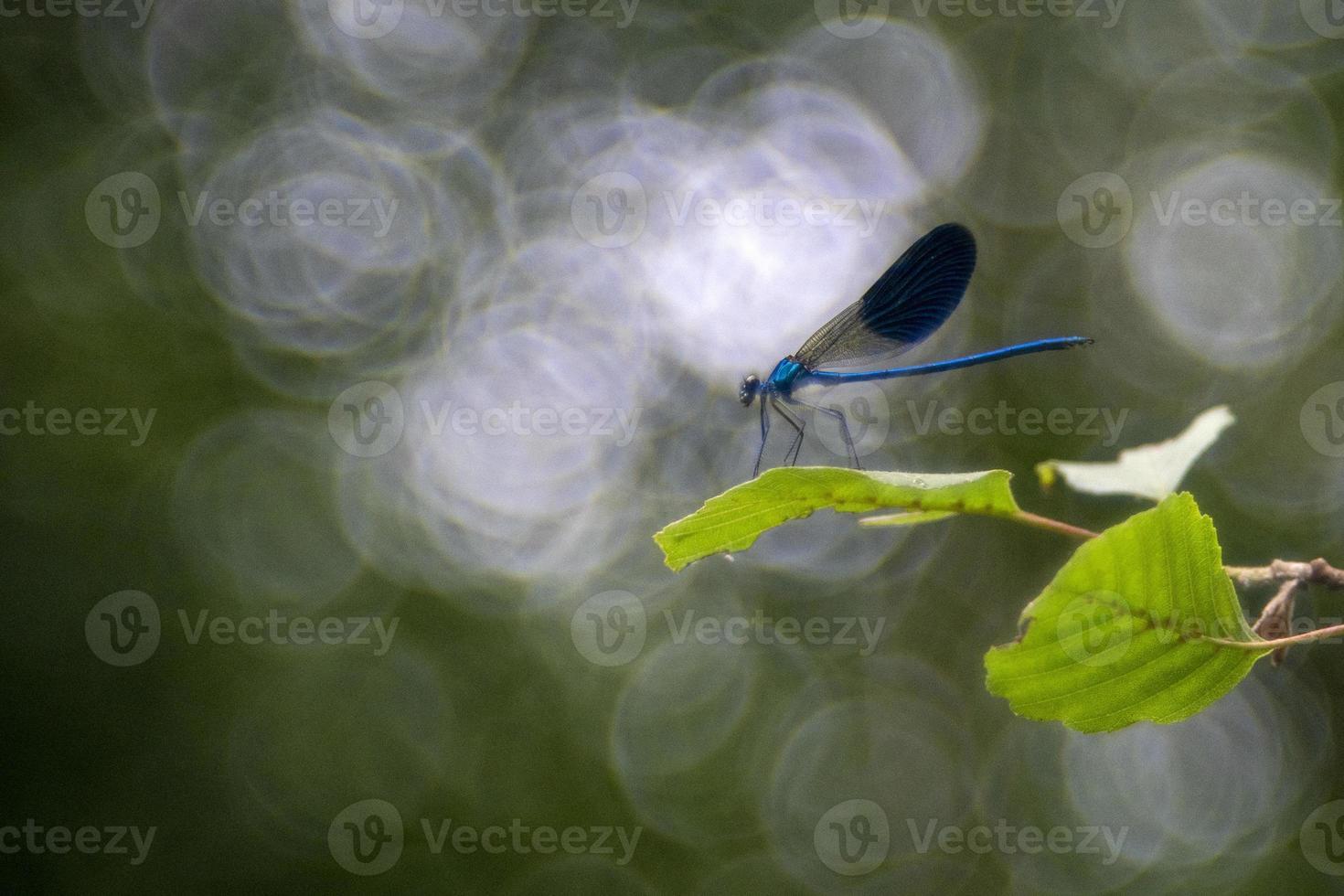 blue dragonfly macro on bubble bokeh photo