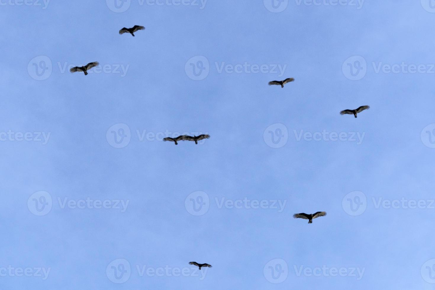 Zopilote vulture buzzard bird flying in Baja California photo