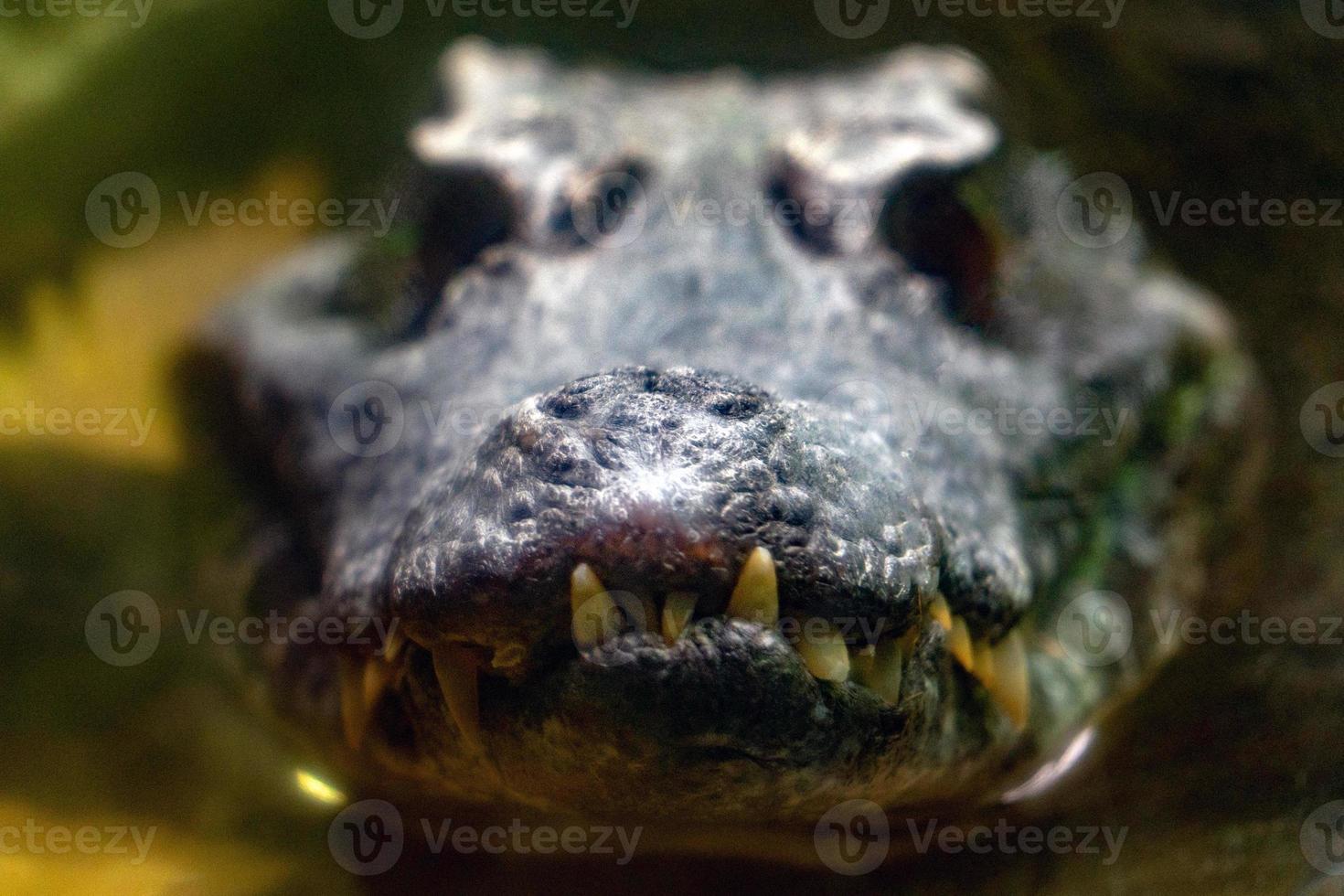 Crocodile Alligator cayman teeth close up 20241862 Stock Photo at Vecteezy