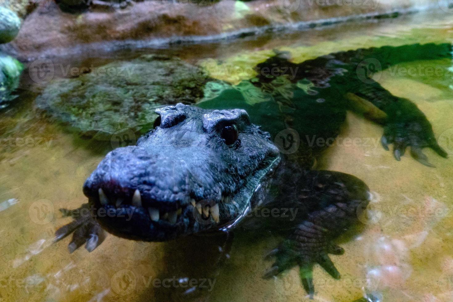 Crocodile Alligator cayman teeth close up photo