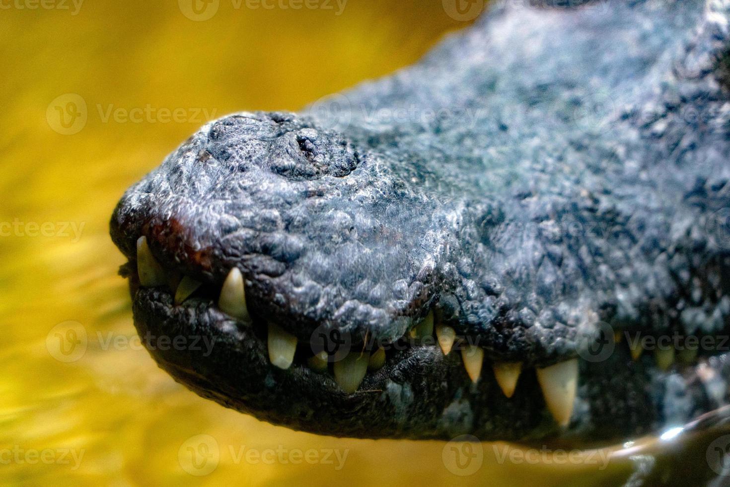 Crocodile Alligator cayman teeth close up photo