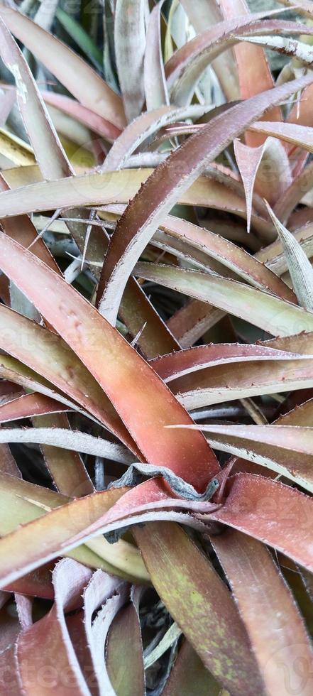 red plants for indoor photo