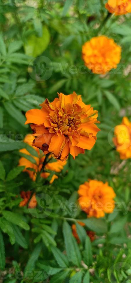 beautiful flowers on the mountain photo