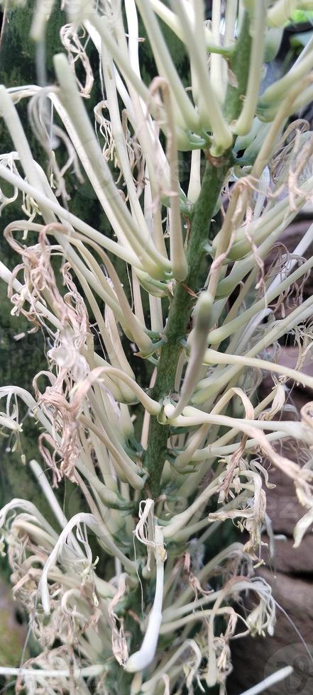 white plants in the garden photo