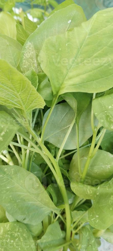 a green spinach photo