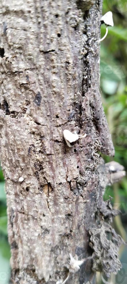 tree trunk with mushrooms photo