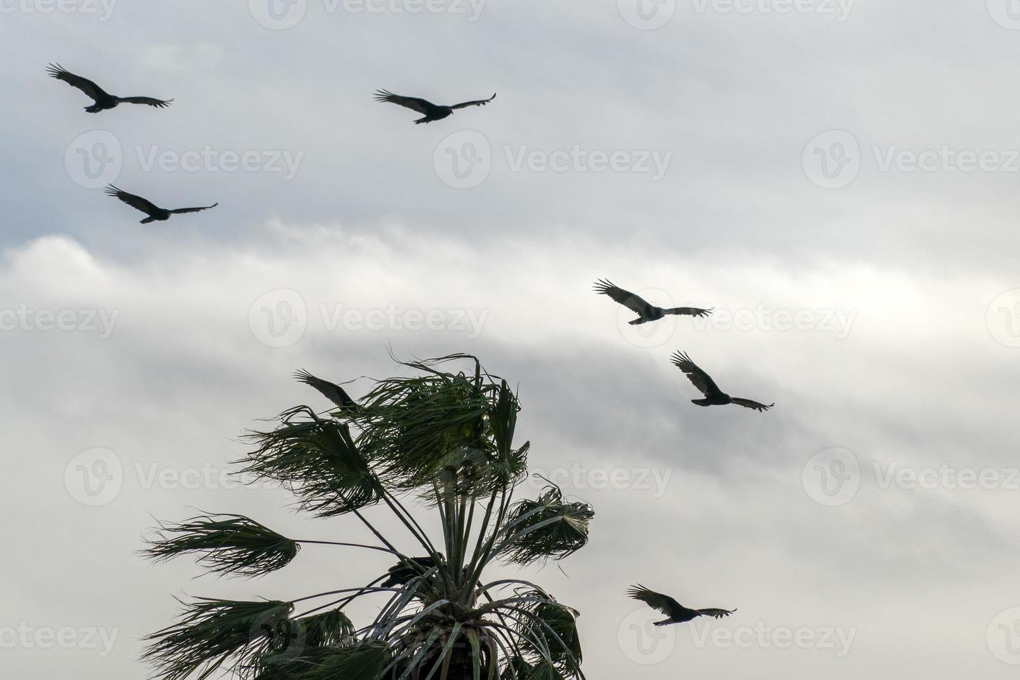 Zopilote vulture buzzard bird flying in Baja California photo