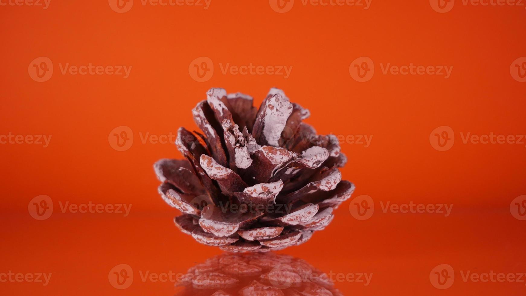 Coniferous cone on an orange background photo