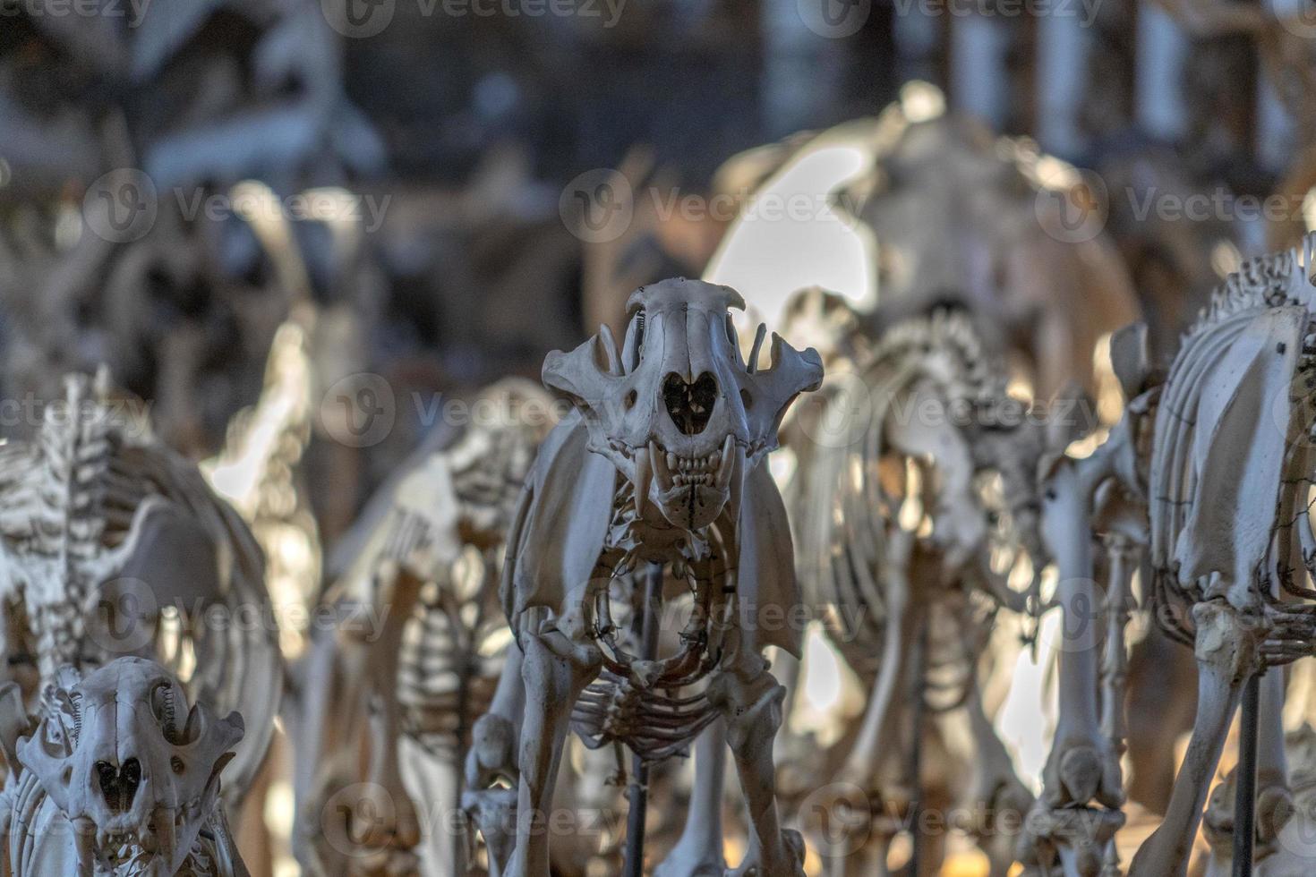 tiger skull skeleton photo