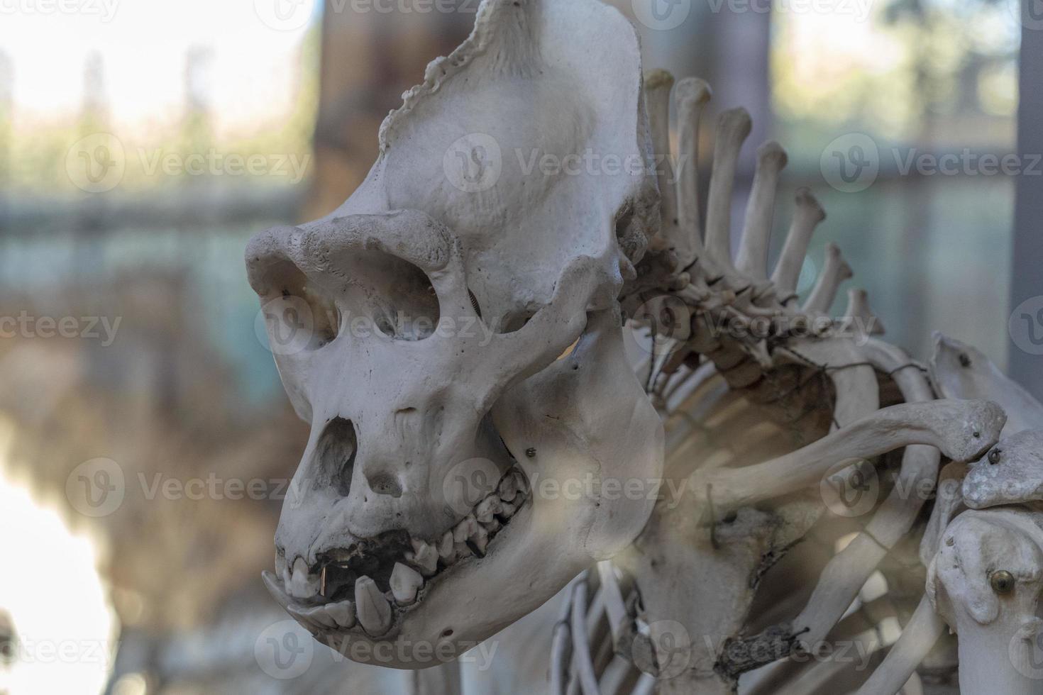 Gorilla skull skeleton photo