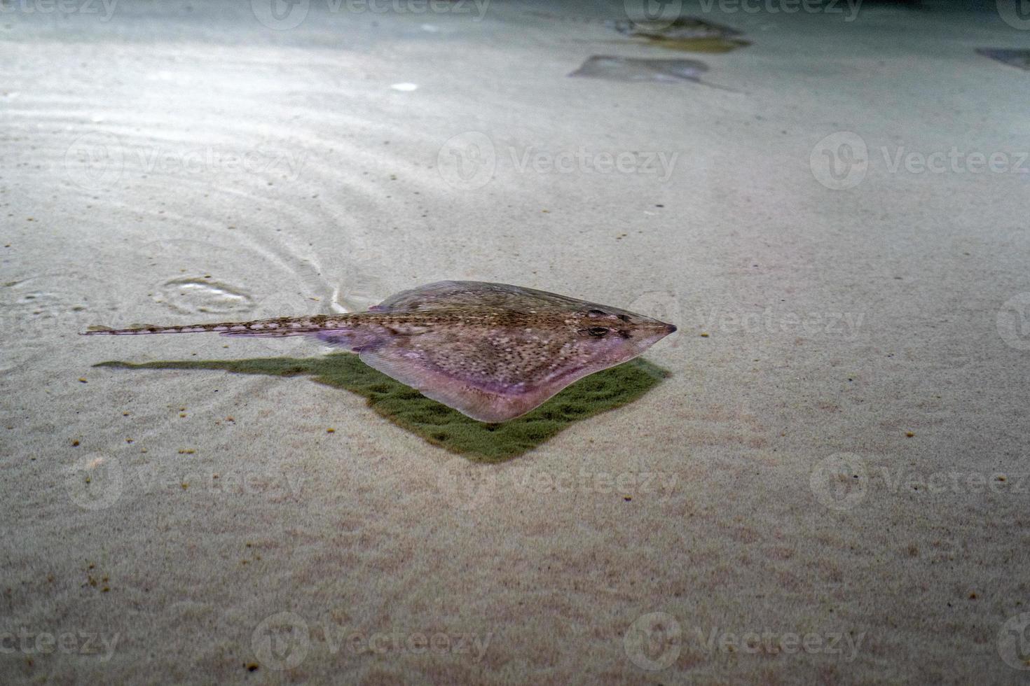 sting ray fish on sea surface photo