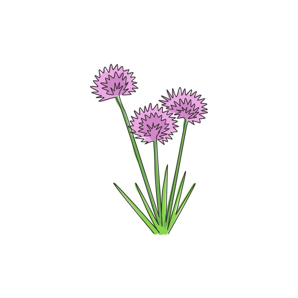 One continuous line drawing beauty fresh allium tuberosum for home wall decor poster art print. Decorative oriental garlic chives flower for greeting card. Single line draw design vector illustration