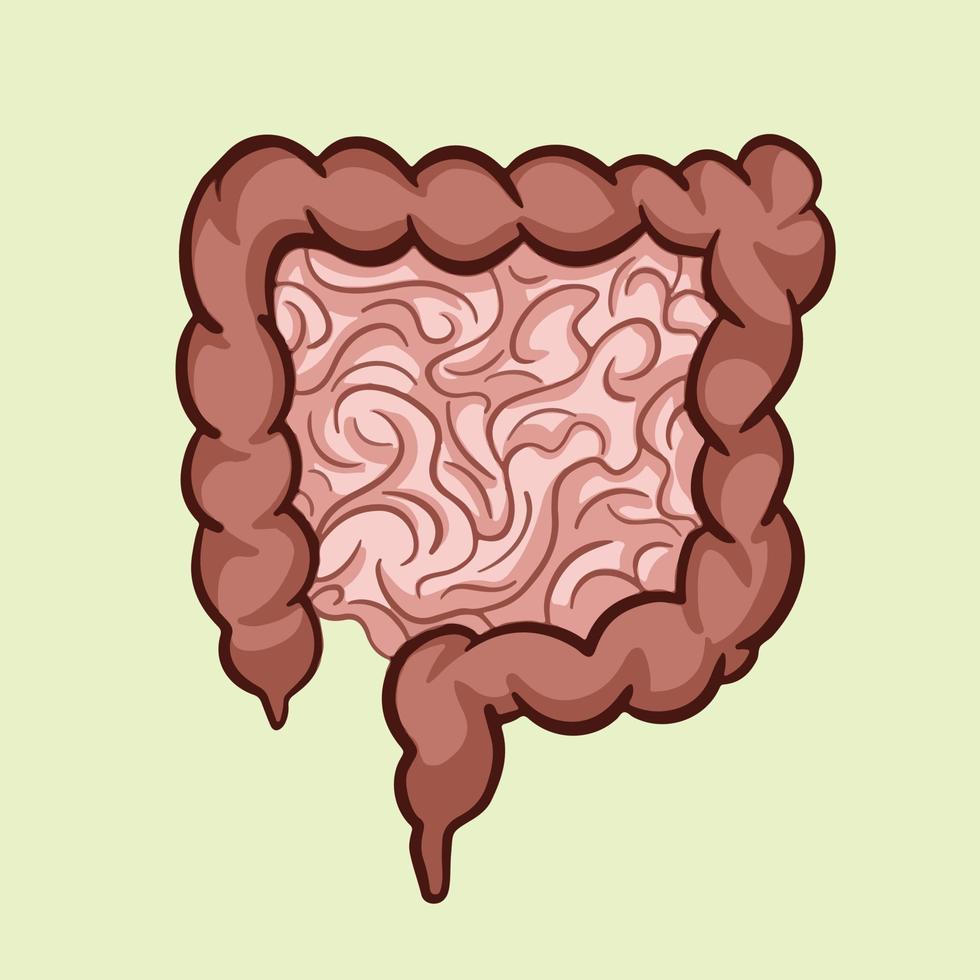 Colored Human intestines organ vector illustration isolated on square green background. Full color human internal organ bowel stomach with cartoon simple flat art style for educational study book.
