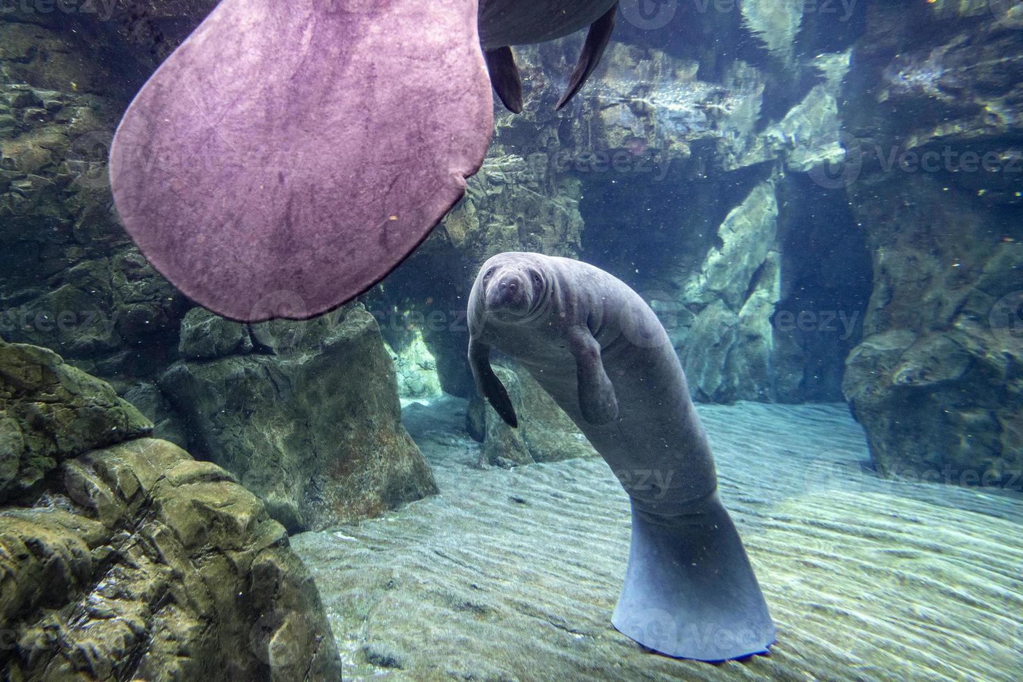 manatee close up portrait looking at you photo