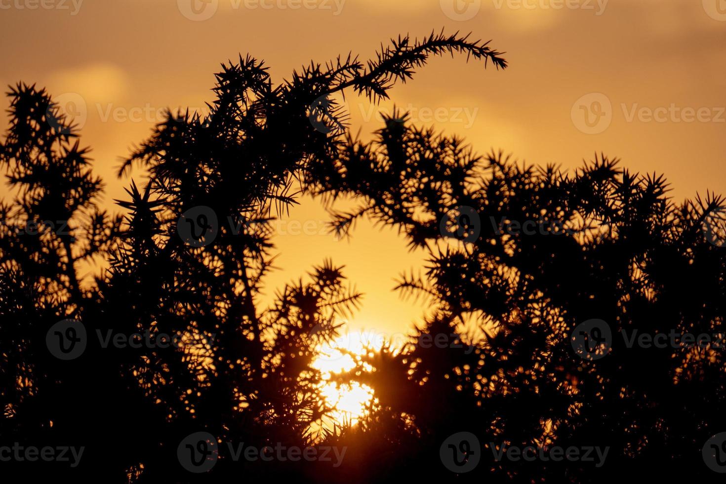 Vendicari Saline bird reserve at sunset photo