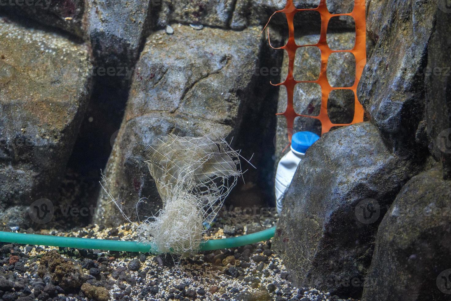 Plastic and covid mask waste underwater photo