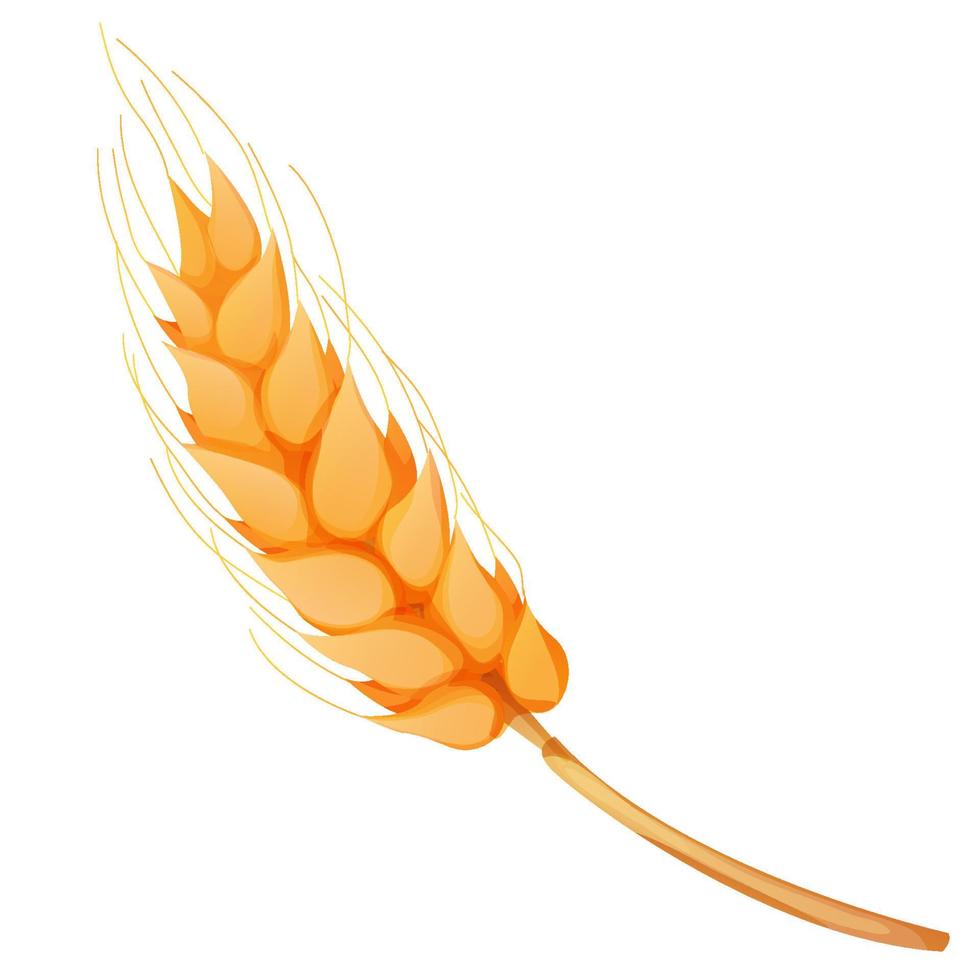 Wheat spikelet, grain on straw in cartoon style, detailed isolated on white background. Agriculture plant with seeds. Vector illustration