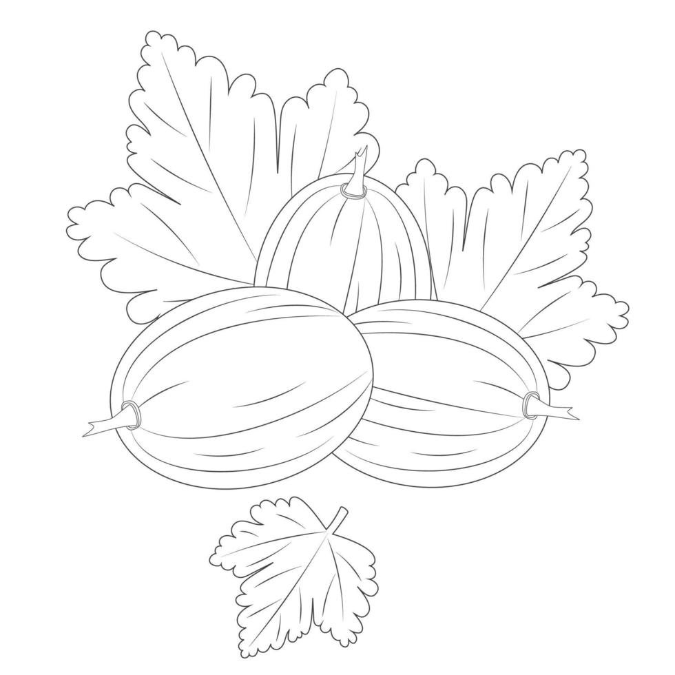 Coloring page for kids. Gooseberry with leaves. Printable coloring pages. vector