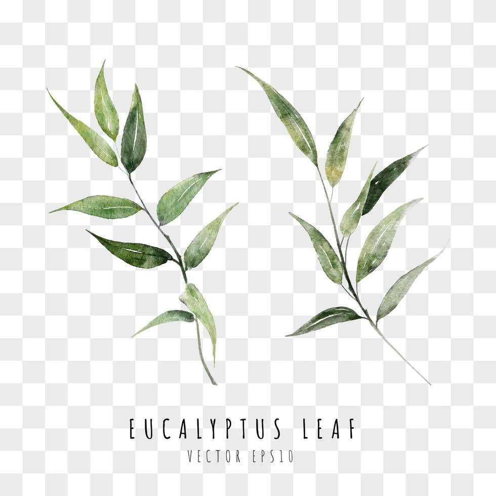 Eucalyptus leaf watercolor hand drawn vector