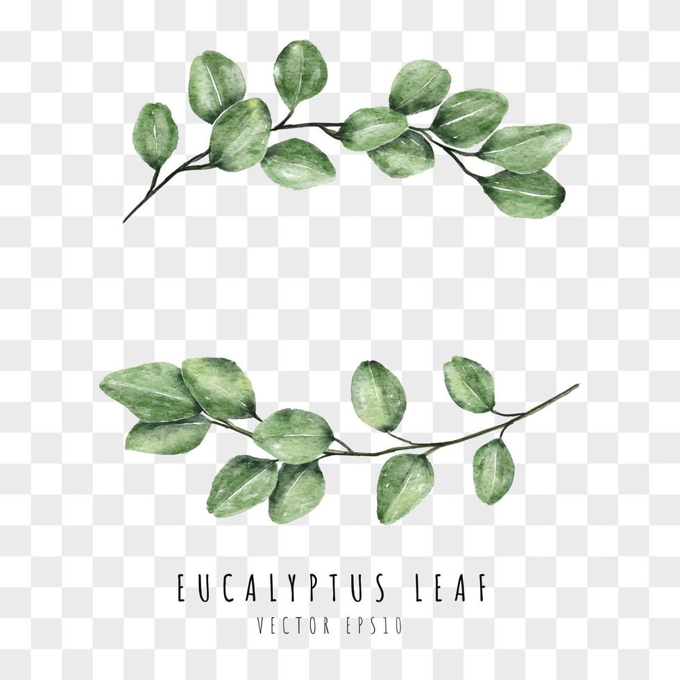 Eucalyptus leaf watercolor hand drawn vector