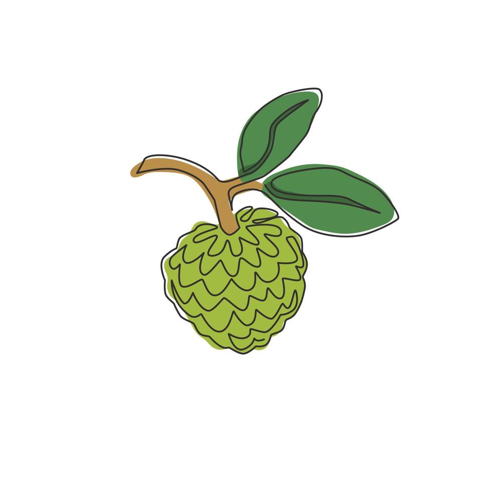 One single line drawing of whole healthy organic fruit sugar for orchard logo identity. Fresh tropical fruitage concept for fruit garden icon. Modern continuous line draw design vector illustration