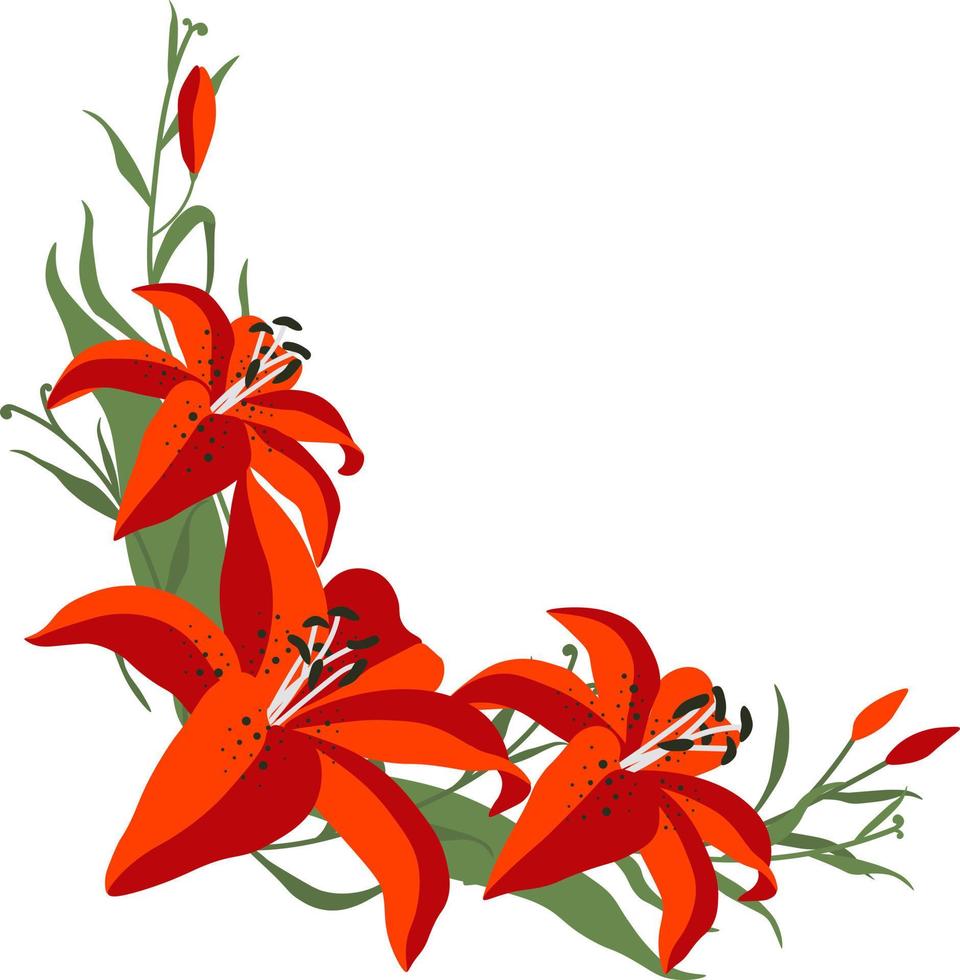Lily border flower floral clipart vector