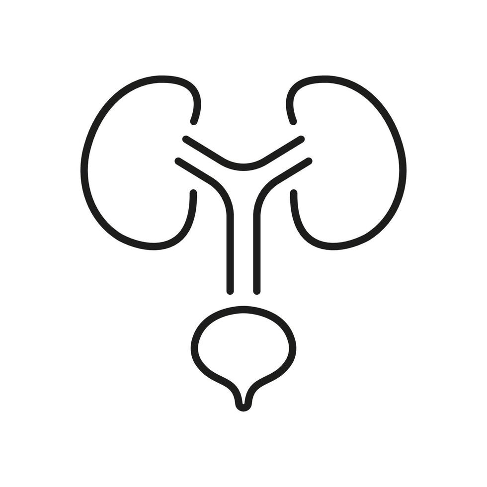 humano urinario sistema línea icono. salud vejiga y riñón lineal pictograma. urología enfermedad contorno icono. anatómico sano interno órganos editable ataque. aislado vector ilustración.