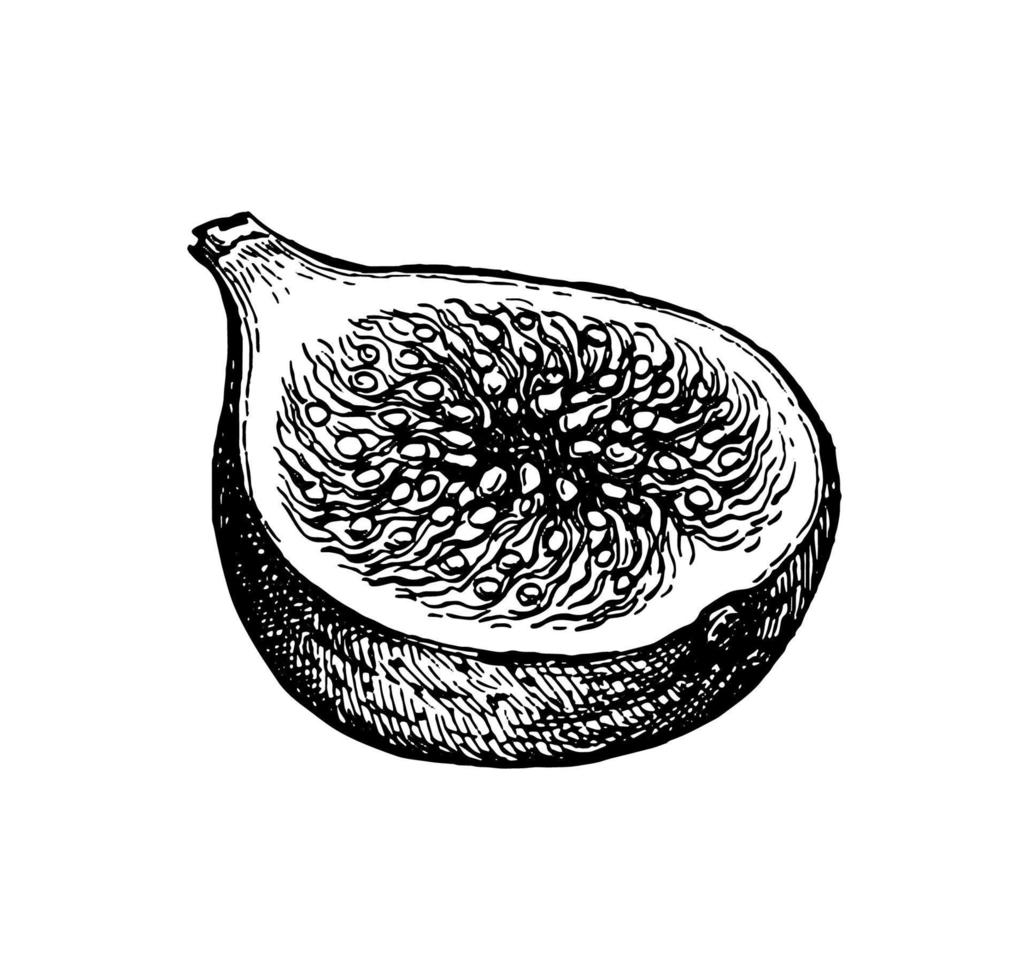 Halved fig fruit. Ink sketch isolated on white background. Hand drawn ...