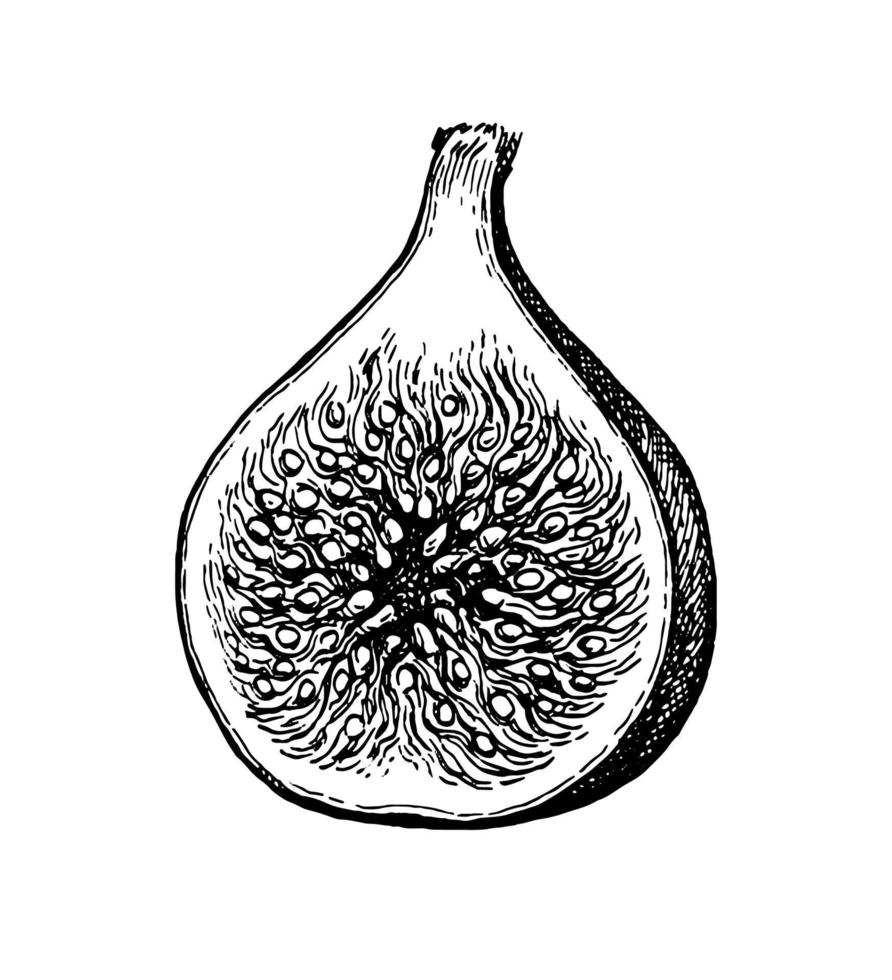 Halved fig fruit. Ink sketch isolated on white background. Hand drawn vector illustration. Retro style stroke drawing.