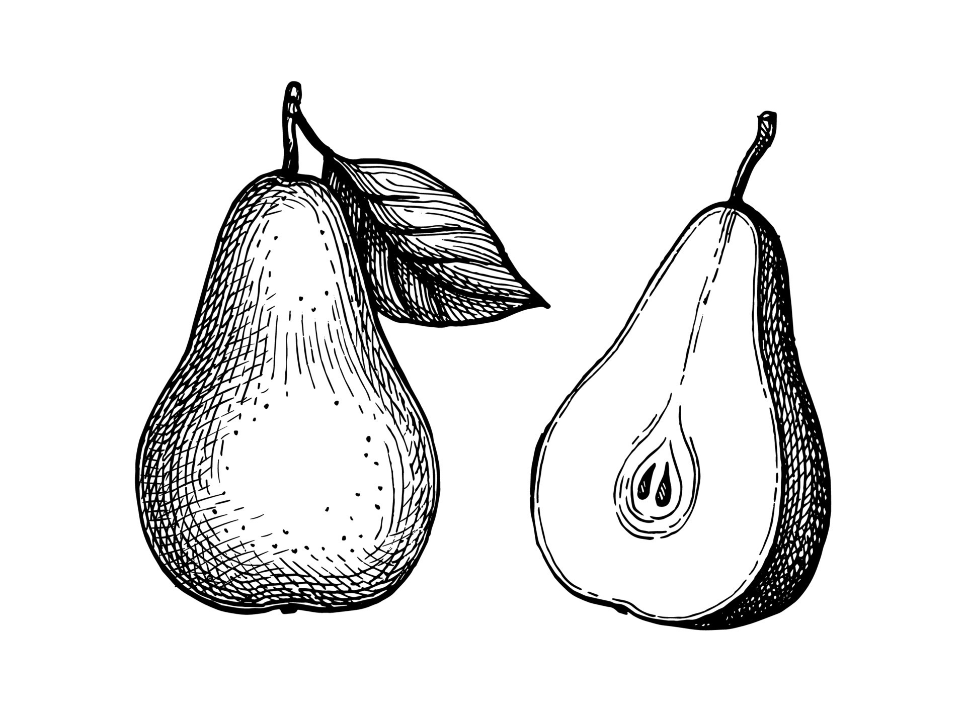 Pear. Ink sketch isolated on white background. Hand drawn vector