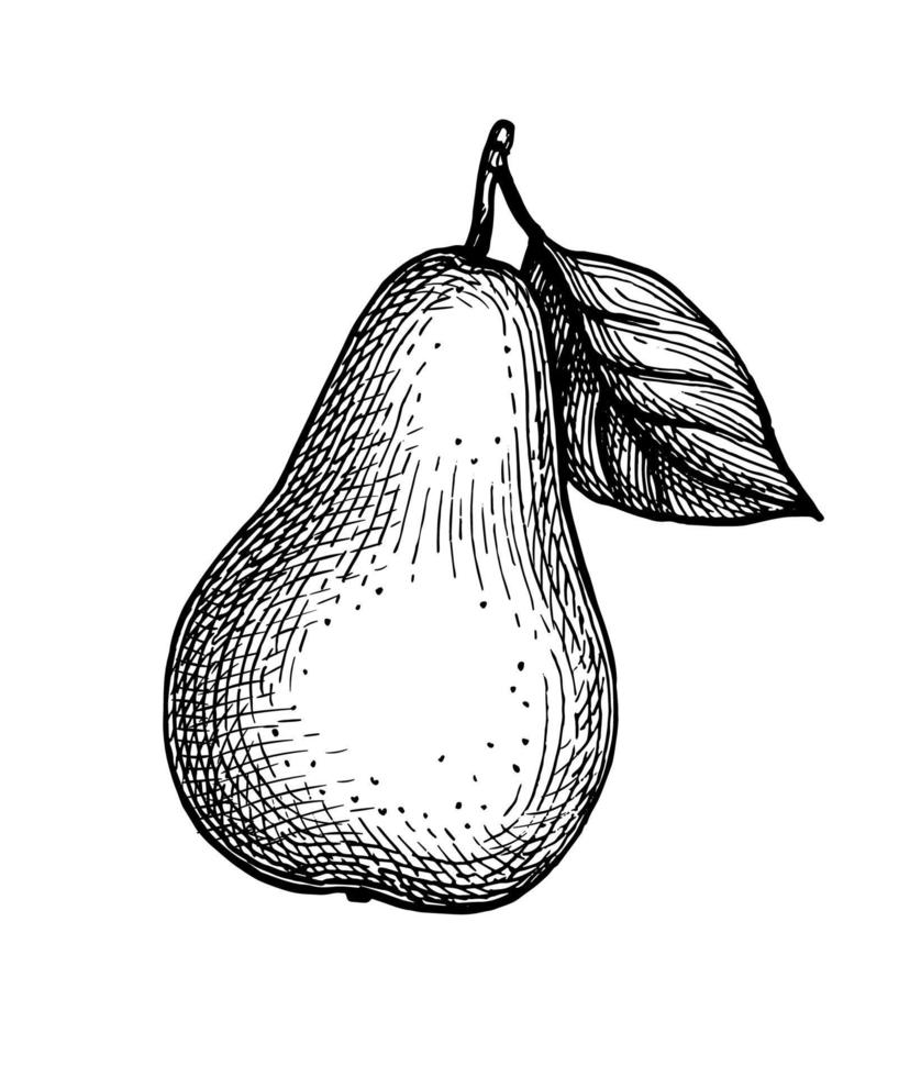 Pear with leaf. Ink sketch isolated on white background. Hand drawn vector illustration. Retro style.