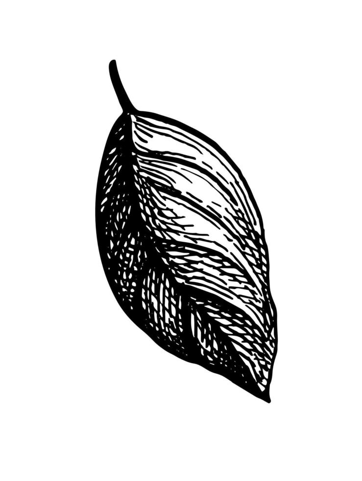 Ink sketch of apple leaf. Ink sketch isolated on white background. Hand drawn vector illustration. Retro style.