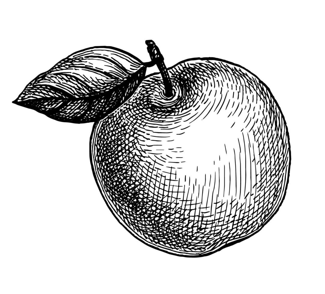 Apple with leaf. Ink sketch isolated on white background. Hand drawn vector illustration. Retro style.