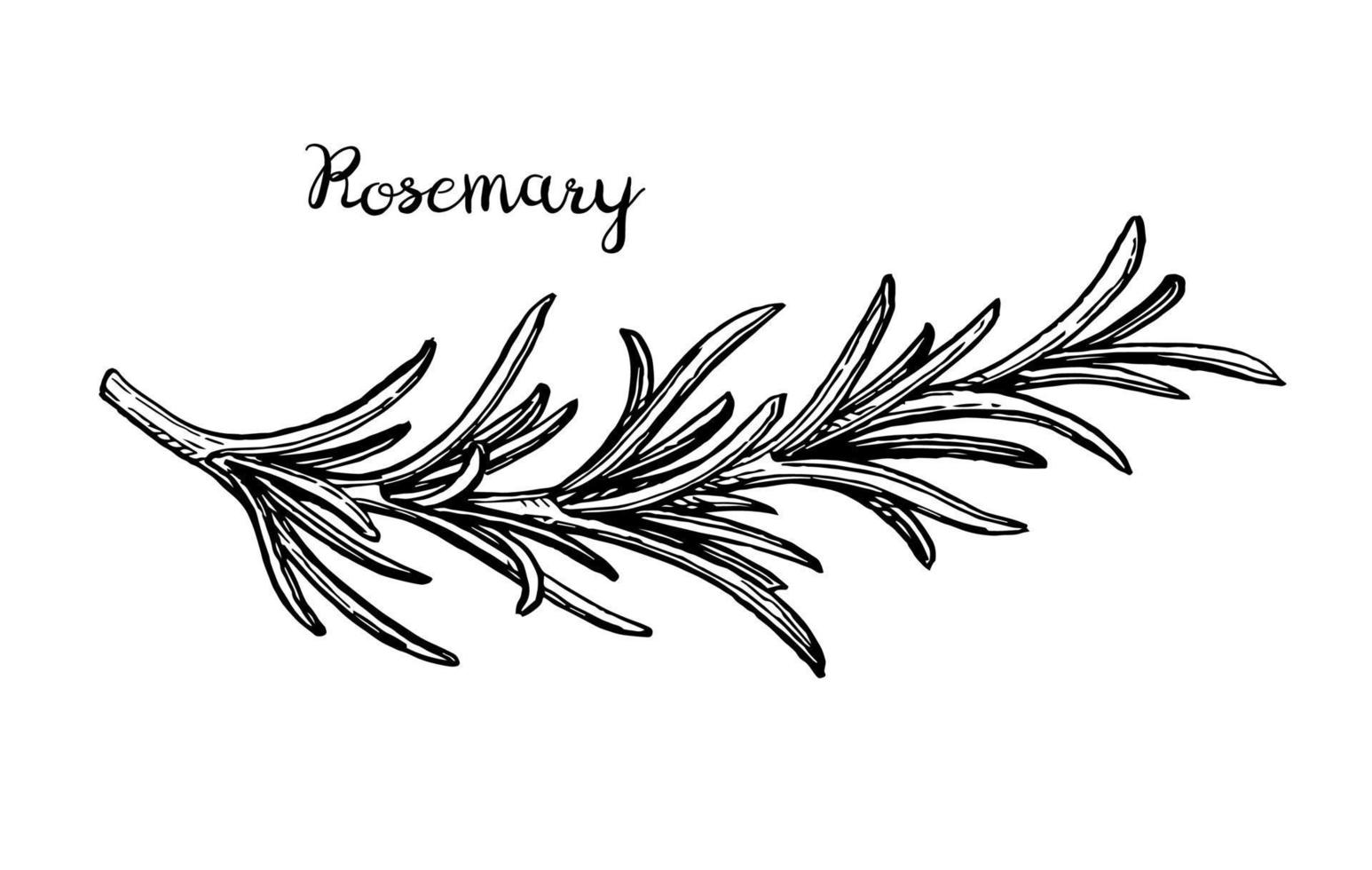 Rosemary branch. Isolated on white background. Hand drawn vector illustration. Retro style.