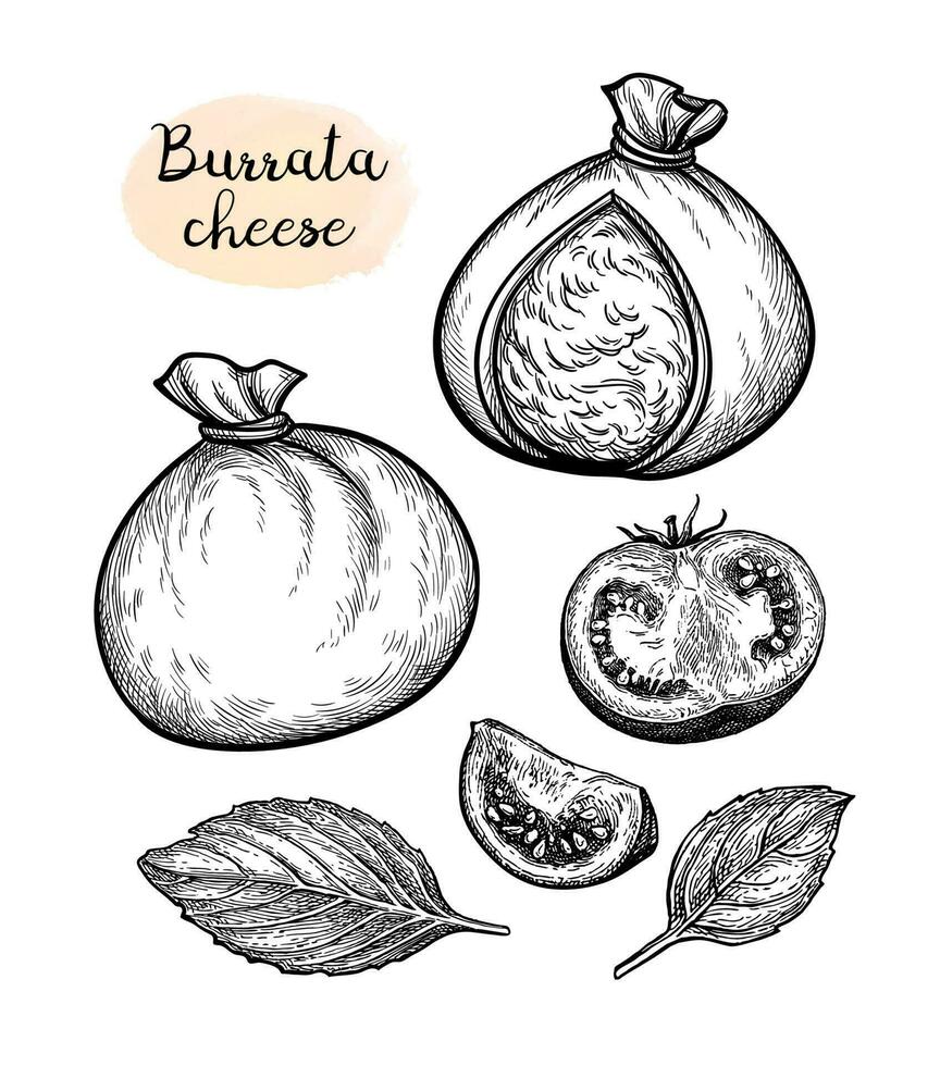 Burrata cheese with tomatoes and basil. Ink sketch isolated on white background. Hand drawn vector illustration. Vintage style stroke drawing.