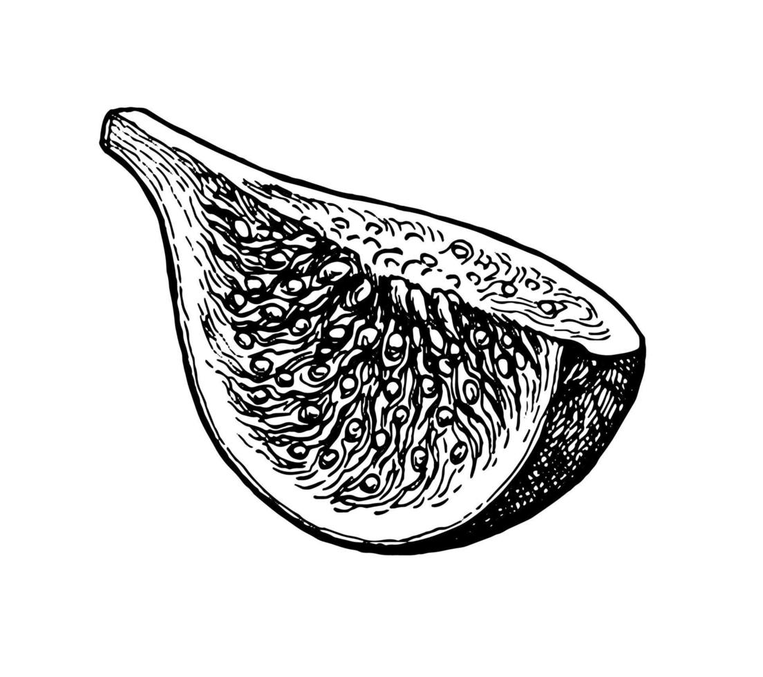 Fig fruit piece. Ink sketch isolated on white background. Hand drawn vector illustration. Retro style.