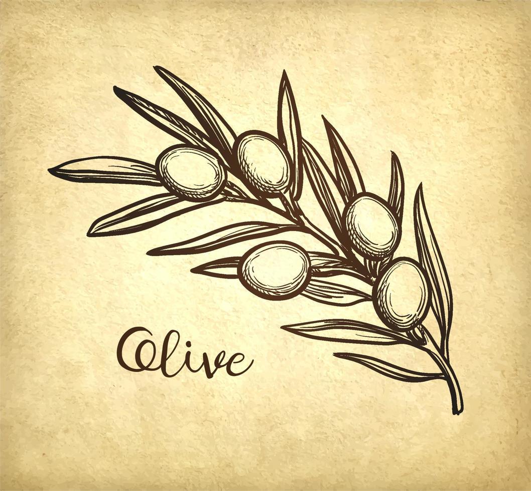 Hand drawn vector illustration of olive branch. Old paper background. Retro style.