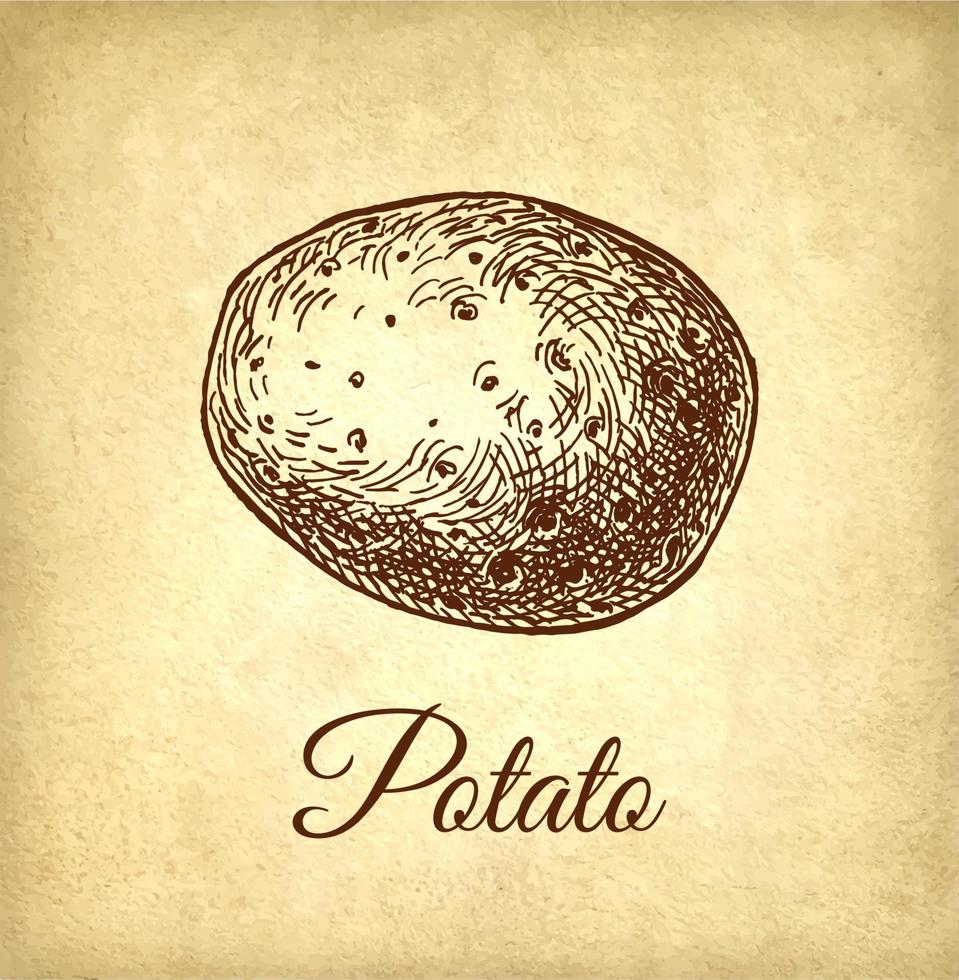 Ink sketch of potato on old paper background. Hand drawn vector illustration. Vintage style stroke drawing.