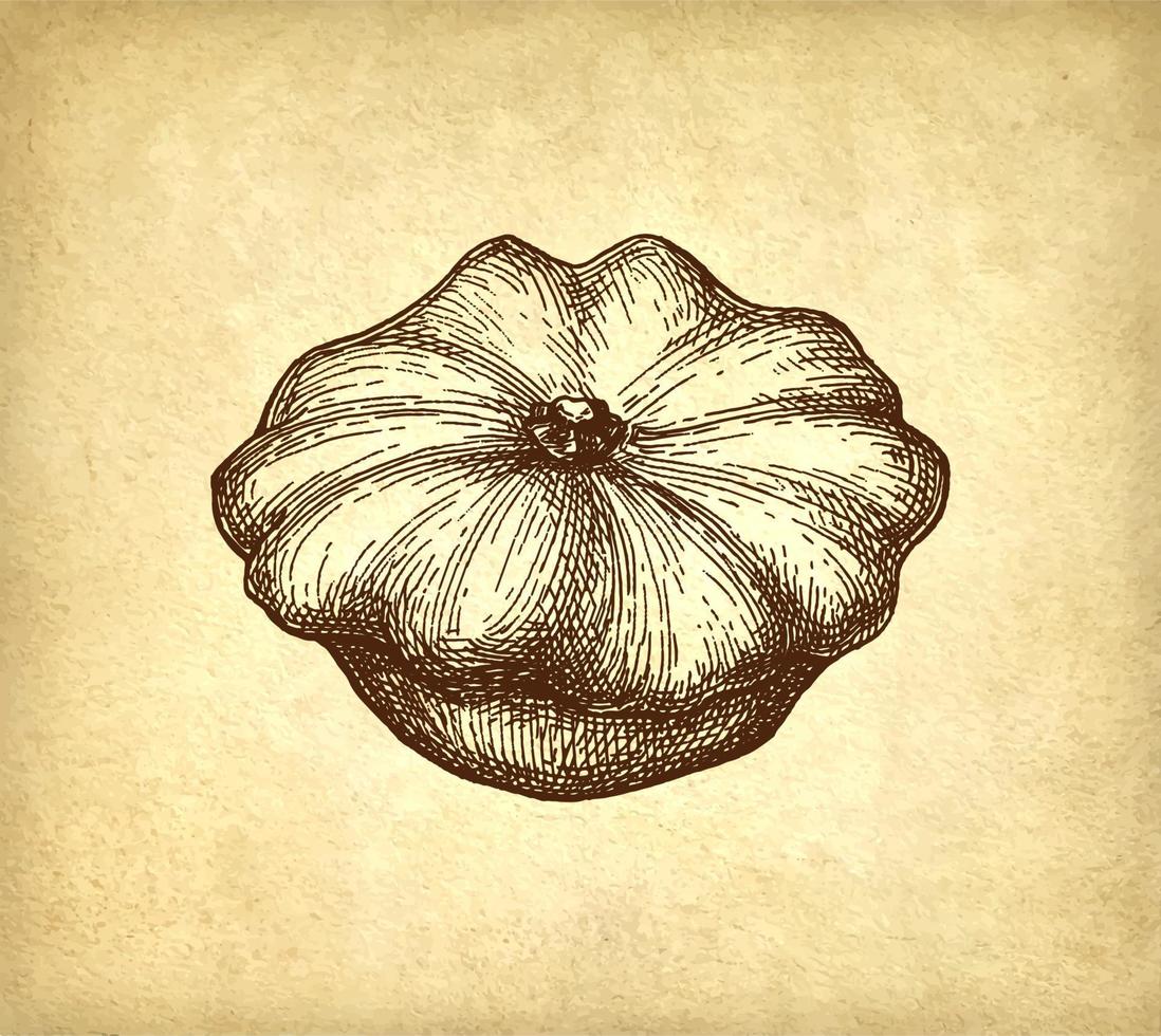 Ink sketch of pattypan squash on old paper background. Hand drawn vector illustration. Vintage style stroke drawing.