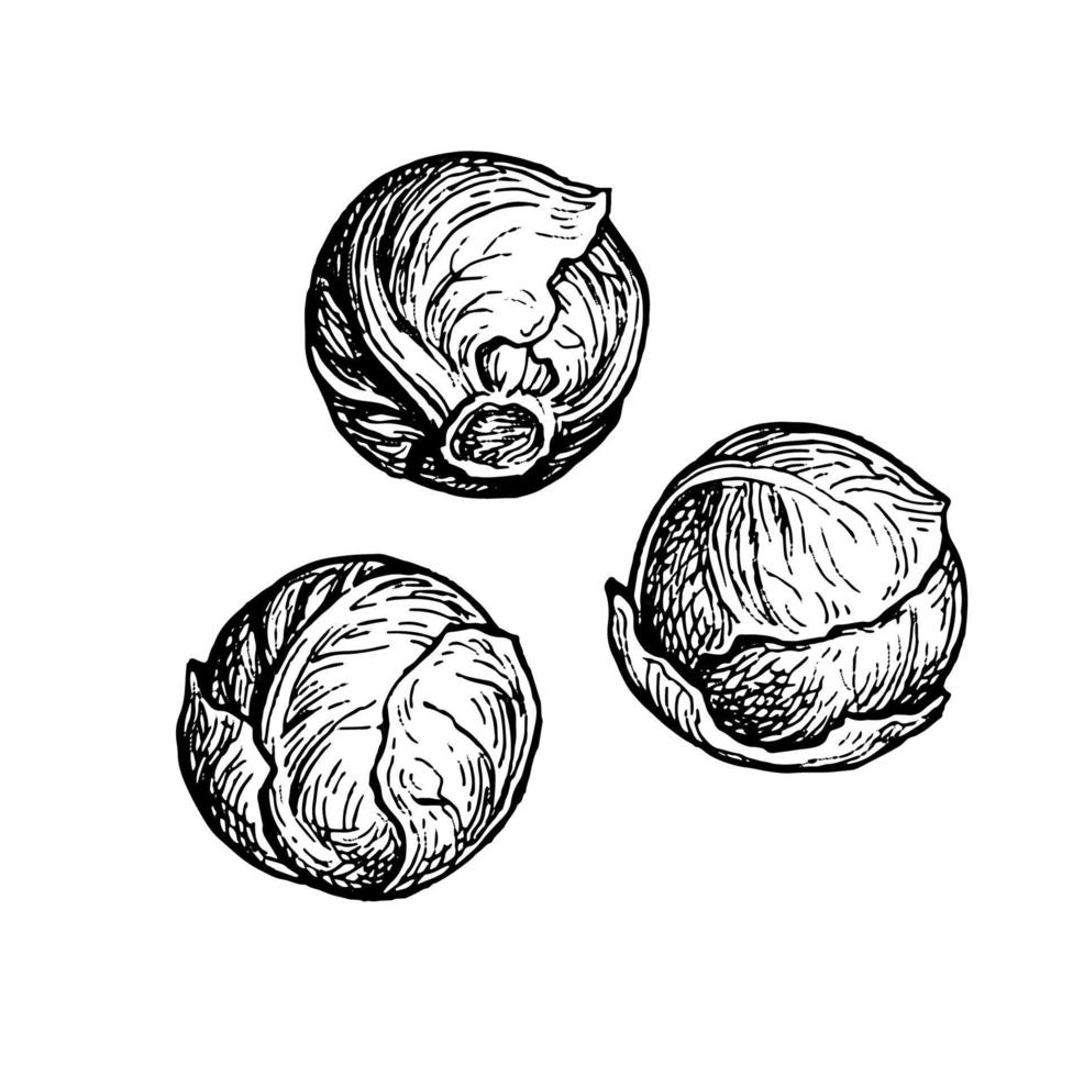 Brussels sprout. Ink sketch isolated on white background. Hand drawn