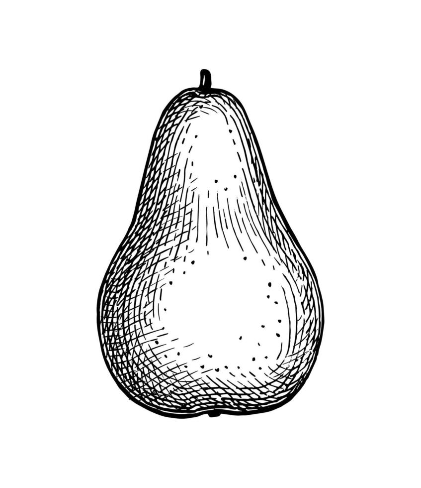 Pear. Ink sketch isolated on white background. Hand drawn vector illustration. Retro style.