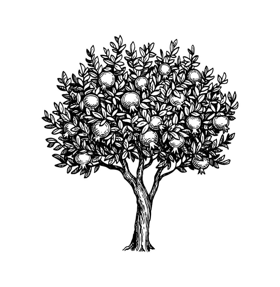 Pomegranate tree. Ink sketch isolated on white background. Hand drawn vector illustration. Retro style.