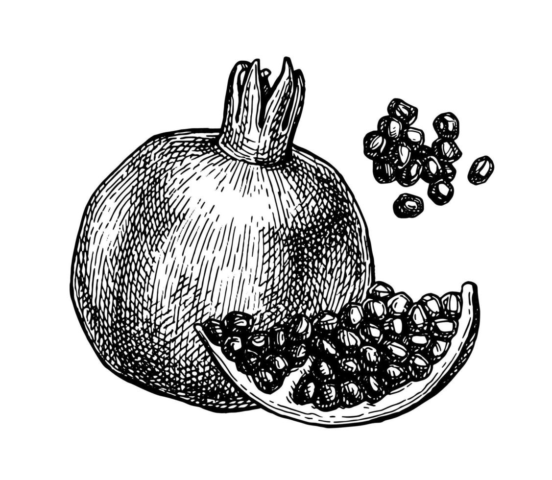 Pomegranate and seeds. Ink sketch isolated on white background. Hand drawn vector illustration. Retro style. Editable objects.