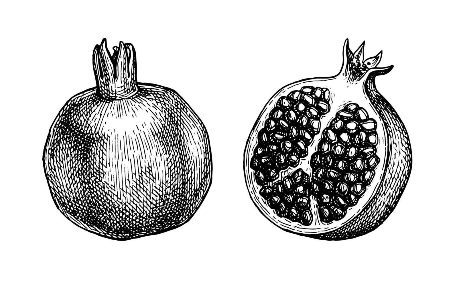 Pomegranate. Ink sketch isolated on white background. Hand drawn vector illustration. Retro style.